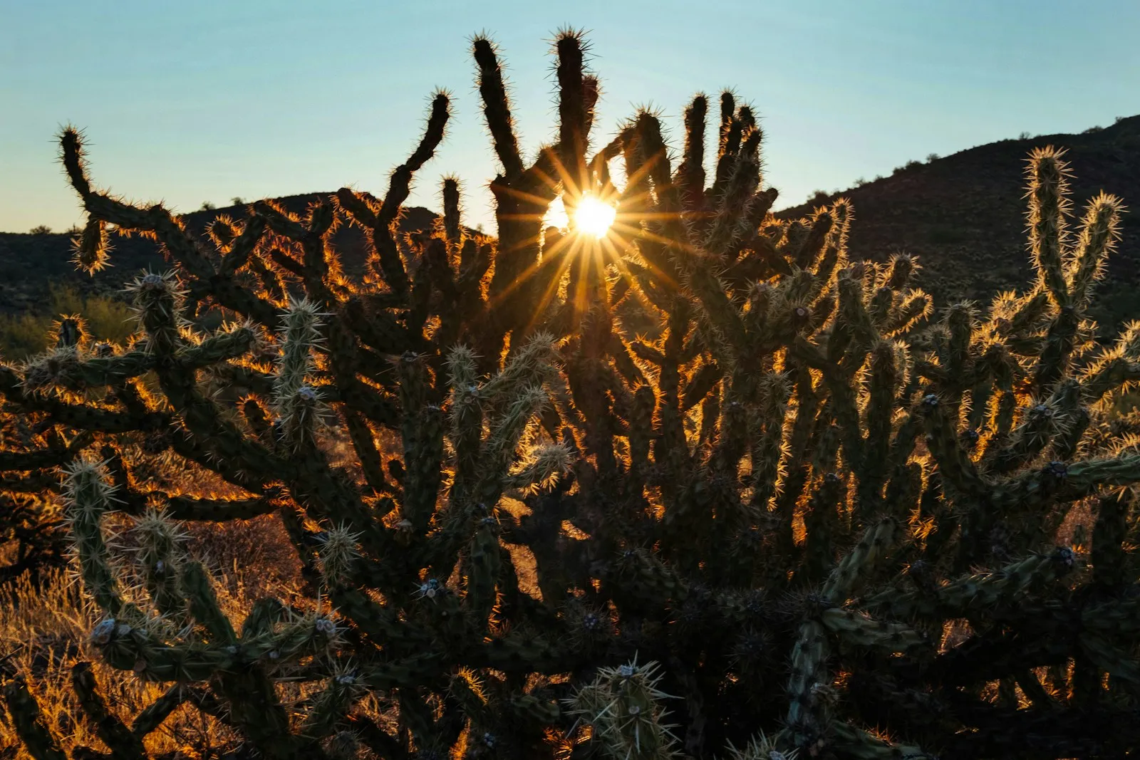 A saguaro cactus at sunrise in the Sonoran desert near Cave Creek Arizona, the landscape that defines the local-market aesthetic and customer expectation.